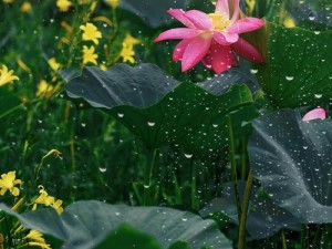 老人船上弄雨荷第十二集跚钢视频：老人为何会这样做？怎样才能避免类似情况发生？