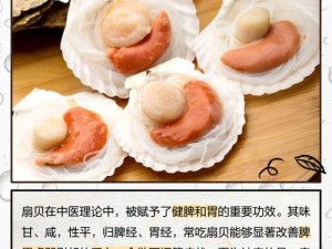 宝宝下面的小扇贝，美味又营养，快来品尝吧