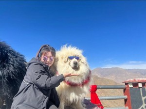 藏獒大 G 又粗又长，犬力以赴，安全守护你我他