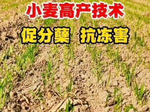 生存战争小麦种植技术详解：高效使用与管理小麦种植方法指导