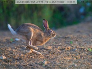 两只大兔子来回晃动的图片(求两只大兔子来回晃动的图片，要完整，不要标点符号)