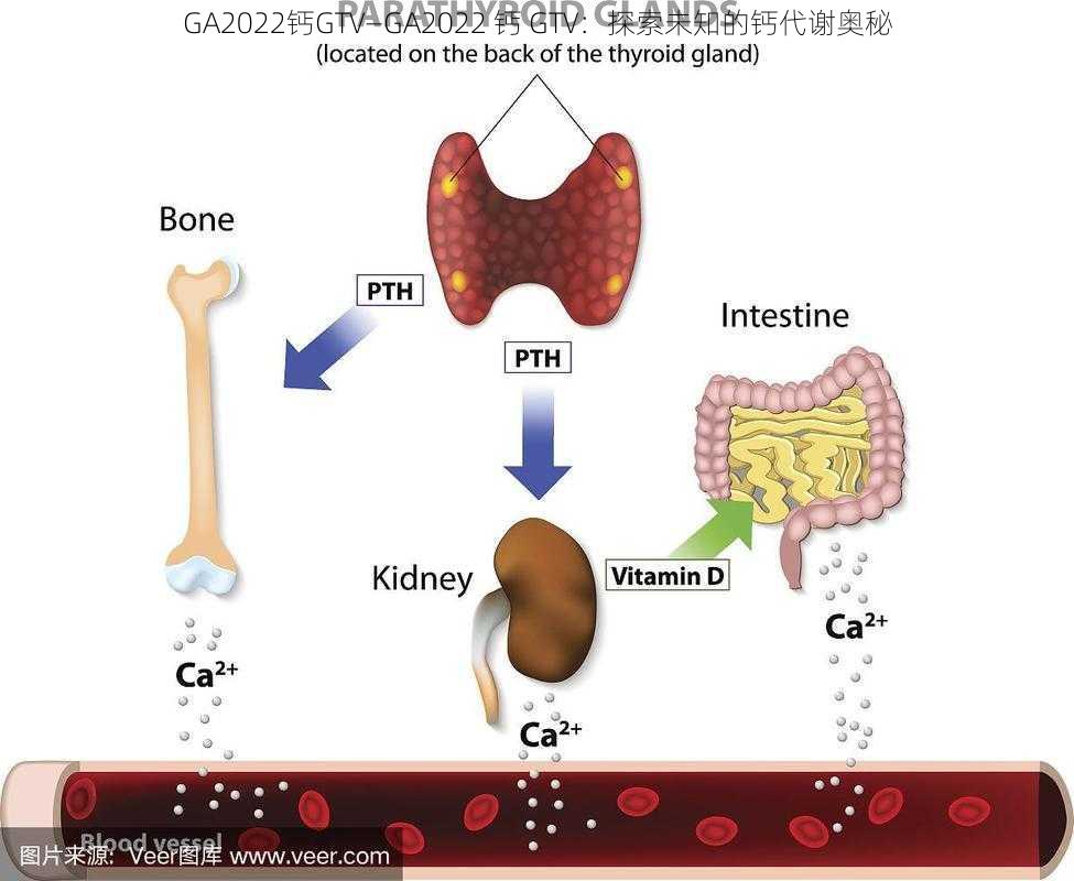 GA2022钙GTV—GA2022 钙 GTV：探索未知的钙代谢奥秘