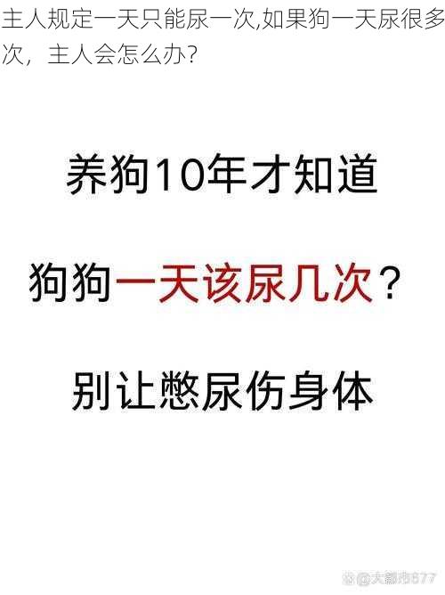 主人规定一天只能尿一次,如果狗一天尿很多次，主人会怎么办？