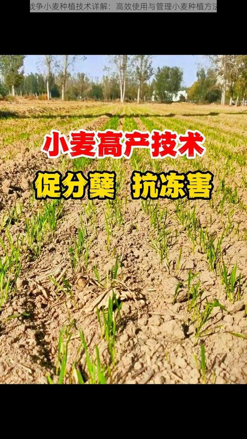 生存战争小麦种植技术详解：高效使用与管理小麦种植方法指导