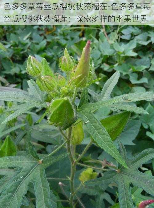 色多多草莓丝瓜樱桃秋葵榴莲-色多多草莓丝瓜樱桃秋葵榴莲：探索多样的水果世界