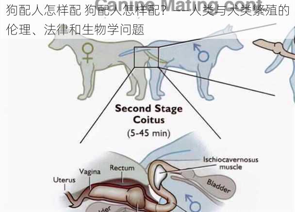 狗配人怎样配 狗配人怎样配？——人类与犬类繁殖的伦理、法律和生物学问题