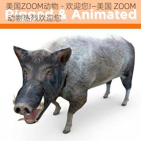 美国ZOOM动物 - 欢迎您!—美国 ZOOM 动物热烈欢迎您