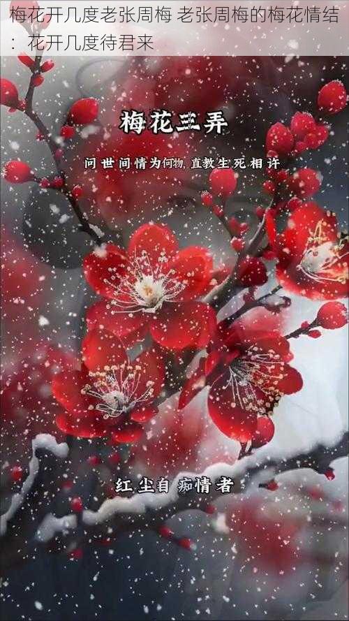 梅花开几度老张周梅 老张周梅的梅花情结：花开几度待君来