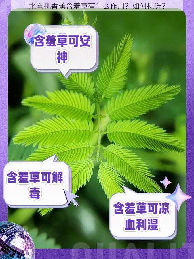 水蜜桃香蕉含羞草有什么作用？如何挑选？